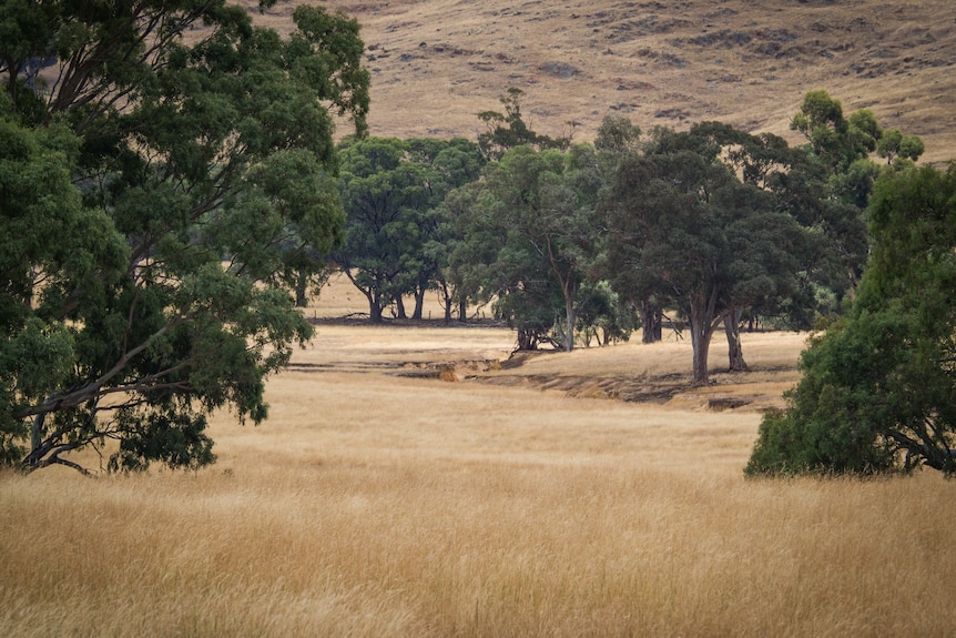 tall trees in a rural paddock surround a gully eroded into the landscape