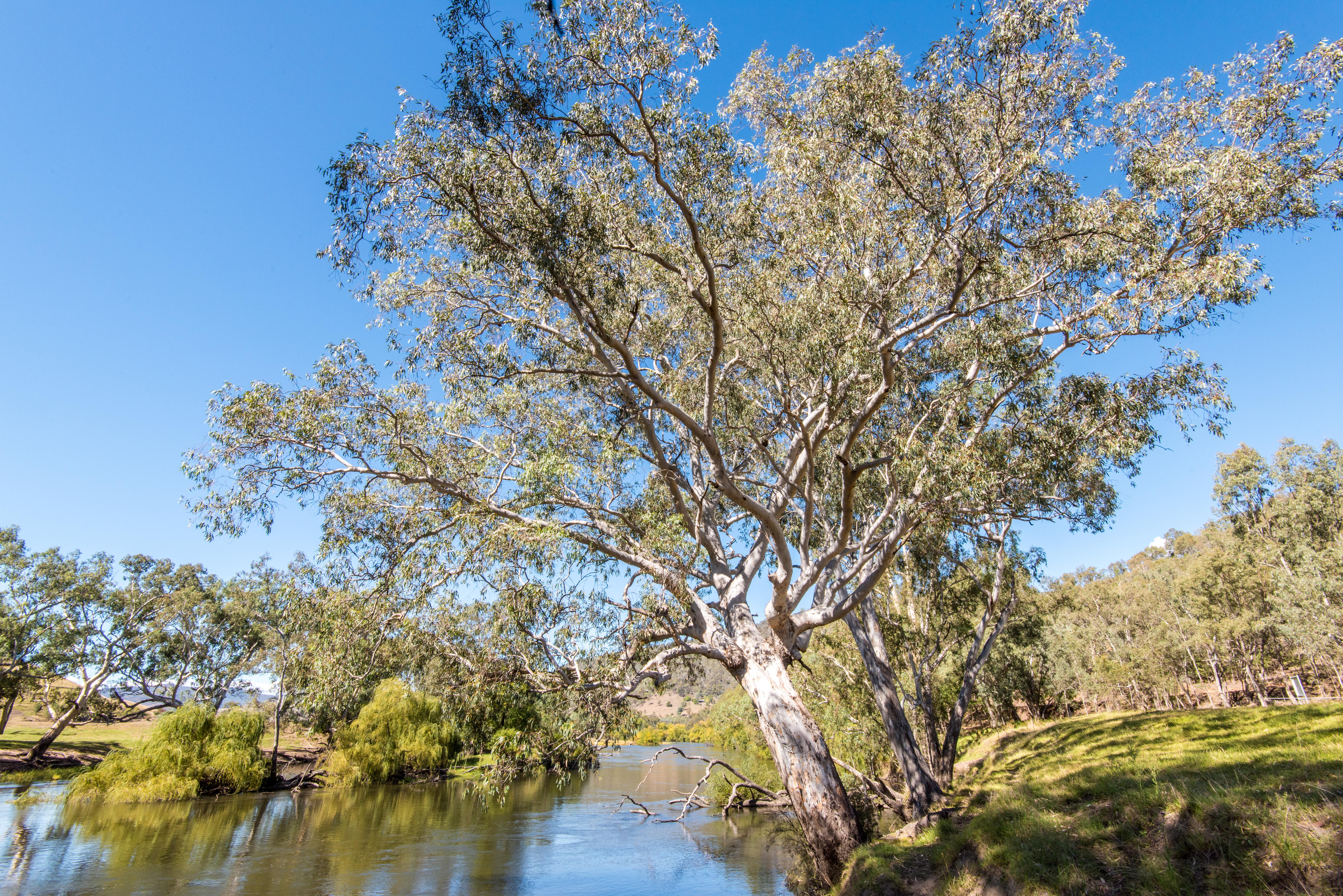 Red gum tree alongside a waterway.