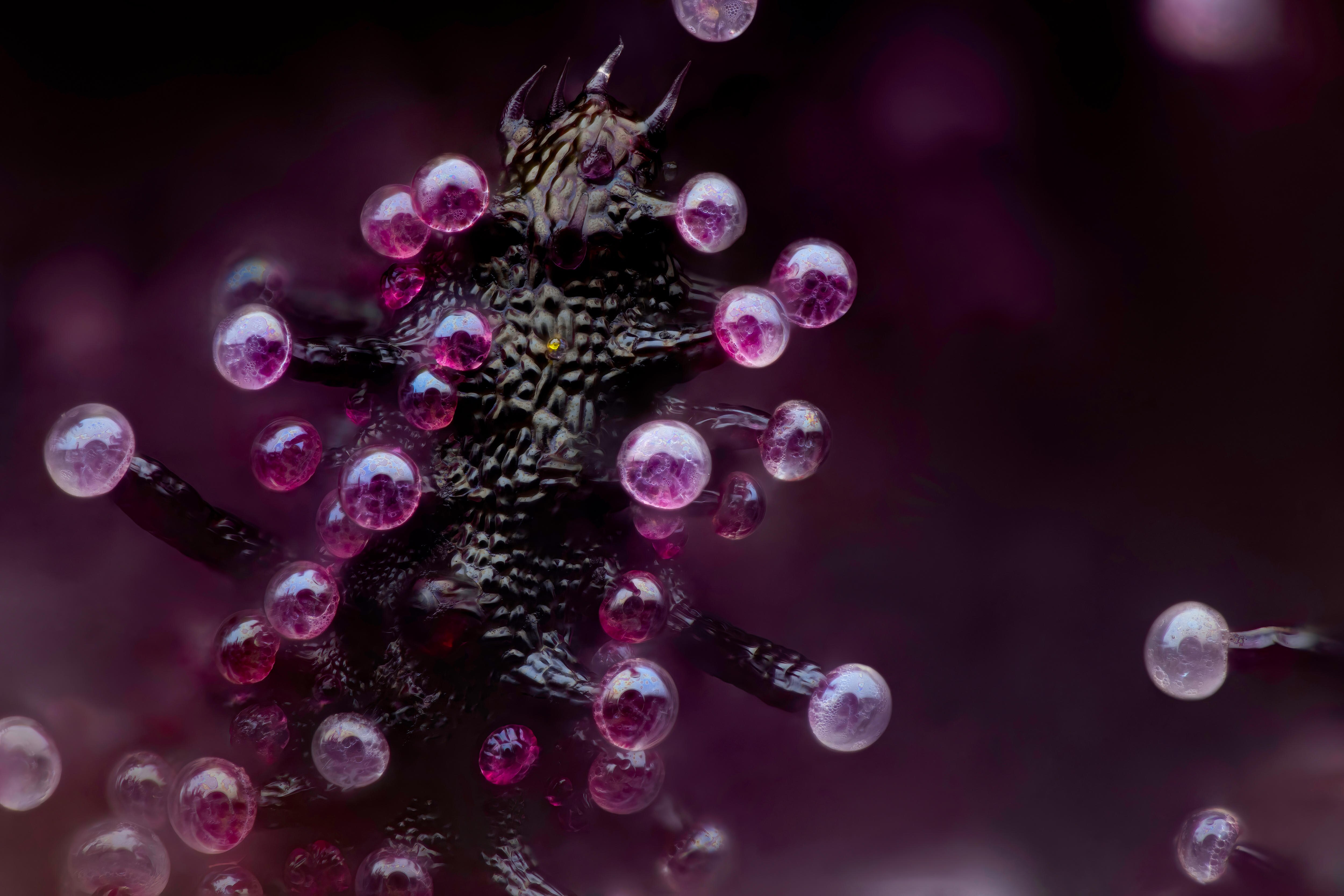 A close up of the leaf of a cannabis plant with purple bubbles