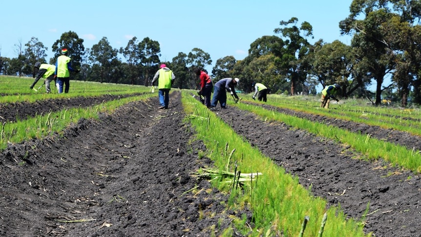 A group of workers harvest and asparagus crop.