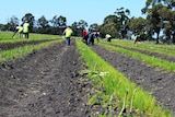 A group of workers harvest and asparagus crop.