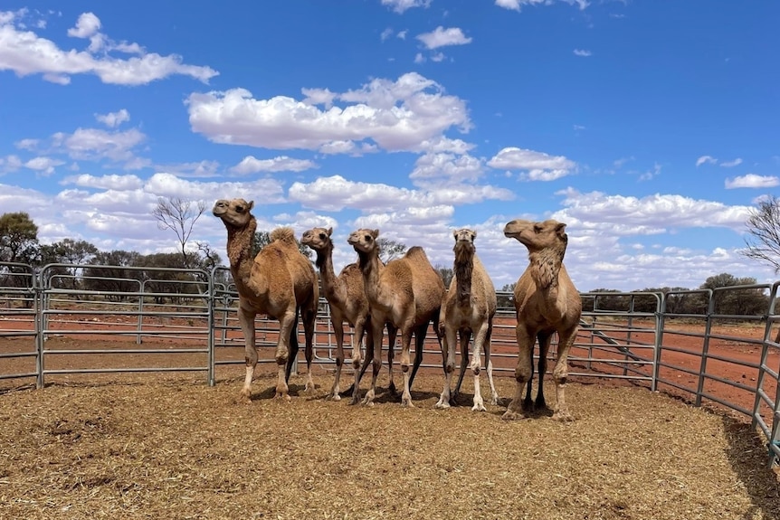 A group of camels are trapped in a stockyard.