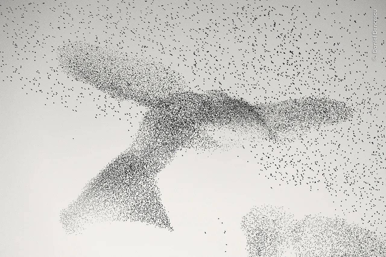 The mesmerising movements of the starlings as they formed colossal organic shapes in the sky over Rome, Italy.