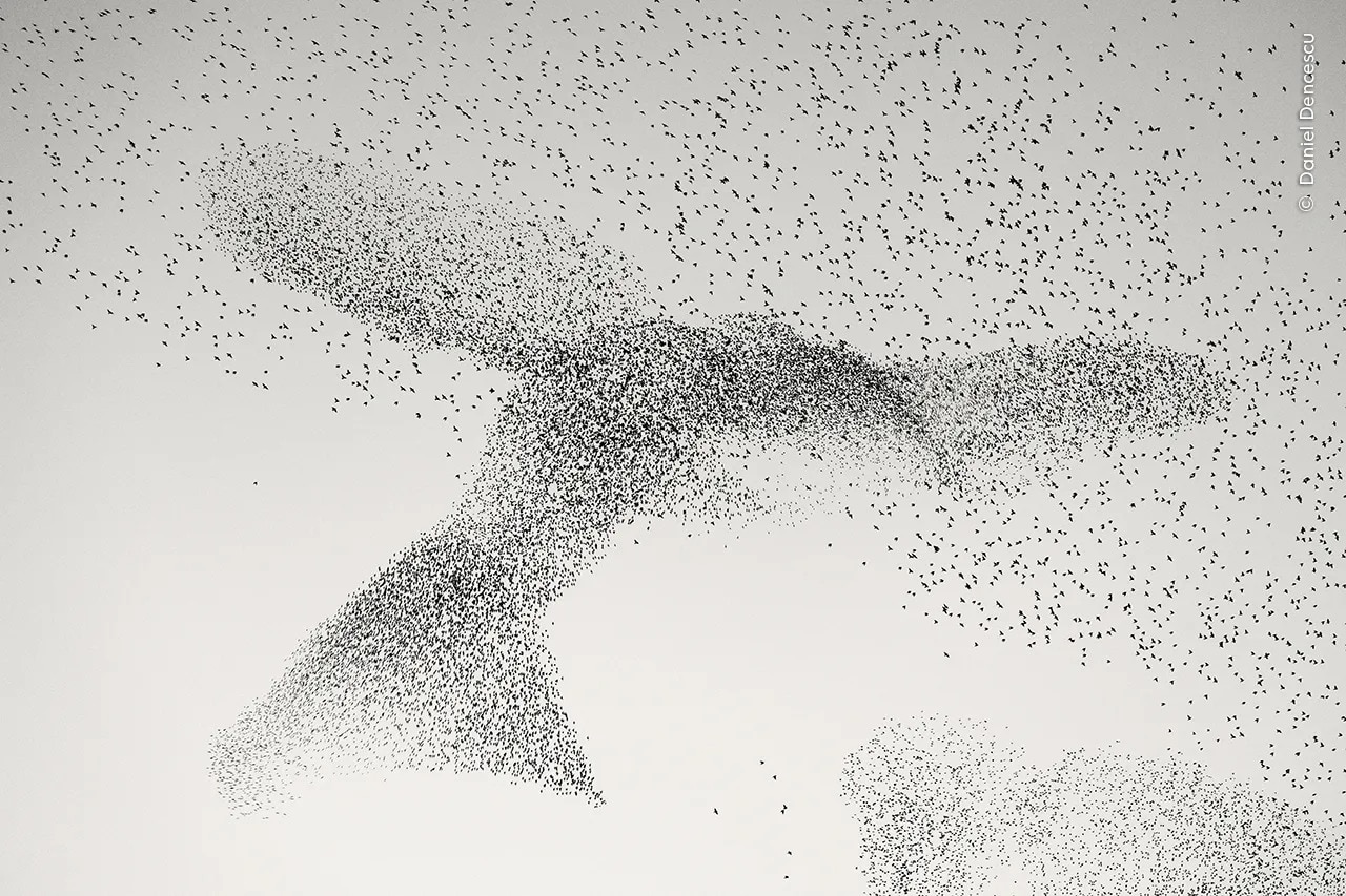 The mesmerizing movements of the starlings as they formed colossal organic shapes in the sky over Rome, Italy.