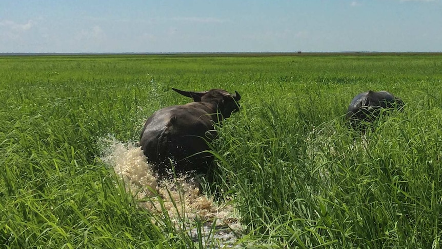 buffalo running through green grass on floodplains
