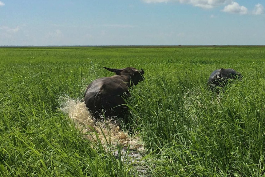 buffalo running through green grass on floodplains