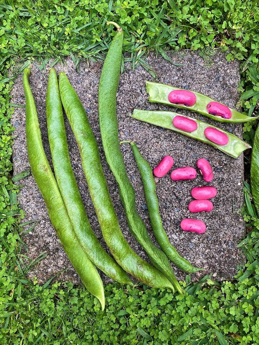 Vivid pink beans sit inside bright green pods on a garden paver. The sit beside long green bean pods