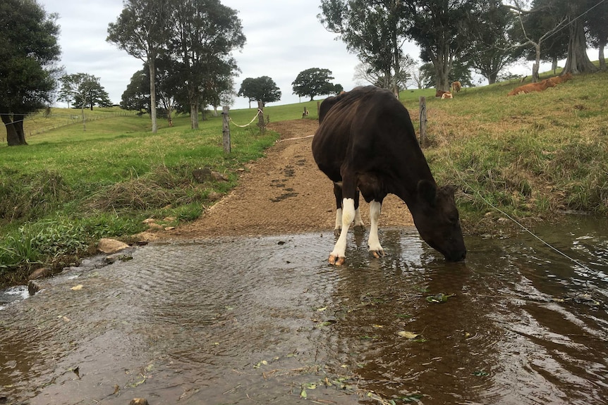 Maleny Dairies has installed concrete culverts at crossings to stop cows churning up the waterways.