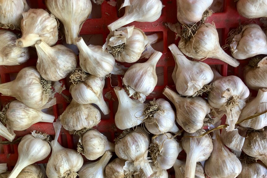 Garlic bulbs with the stem cut off.