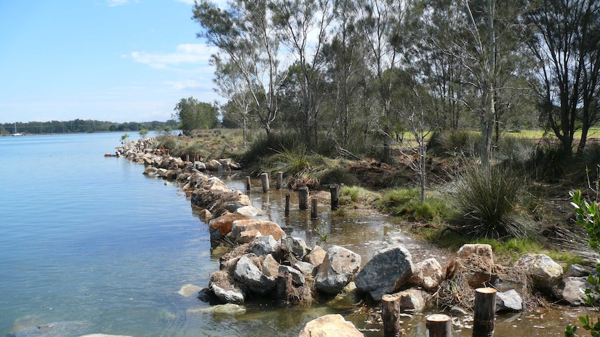 Tree stumps and rocks from mid north coast recycling projects are in place to protect a stretch of riverbank