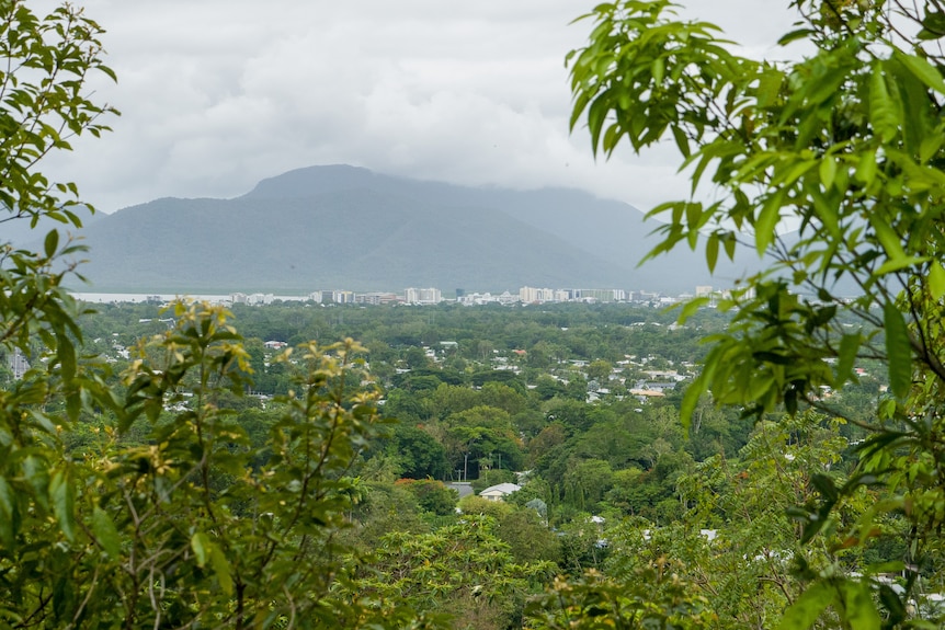A panoramic view of Cairns from an elevated walking trail with vegetation on either side.