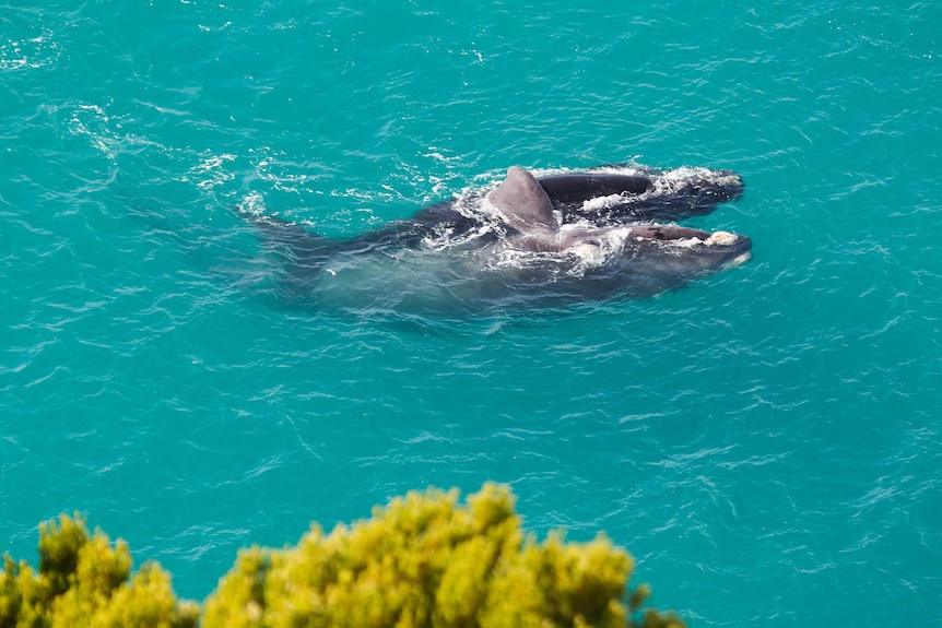 Dos ballenas se divierten en el océano.