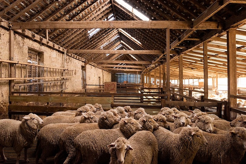 Tens of sheep gathered in a sheering shed. 