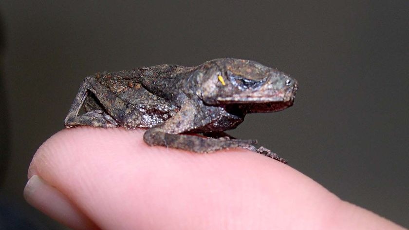 A black-spined toad