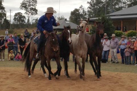 Guy McLean and his Australian stock horses perform at Eidsvold.