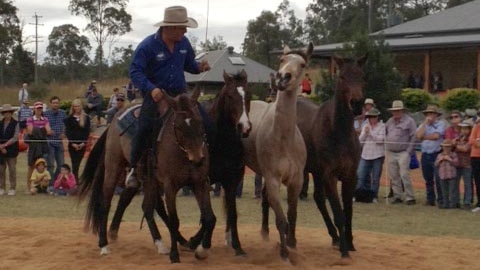 Guy McLean and his Australian stock horses perform at Eidsvold.