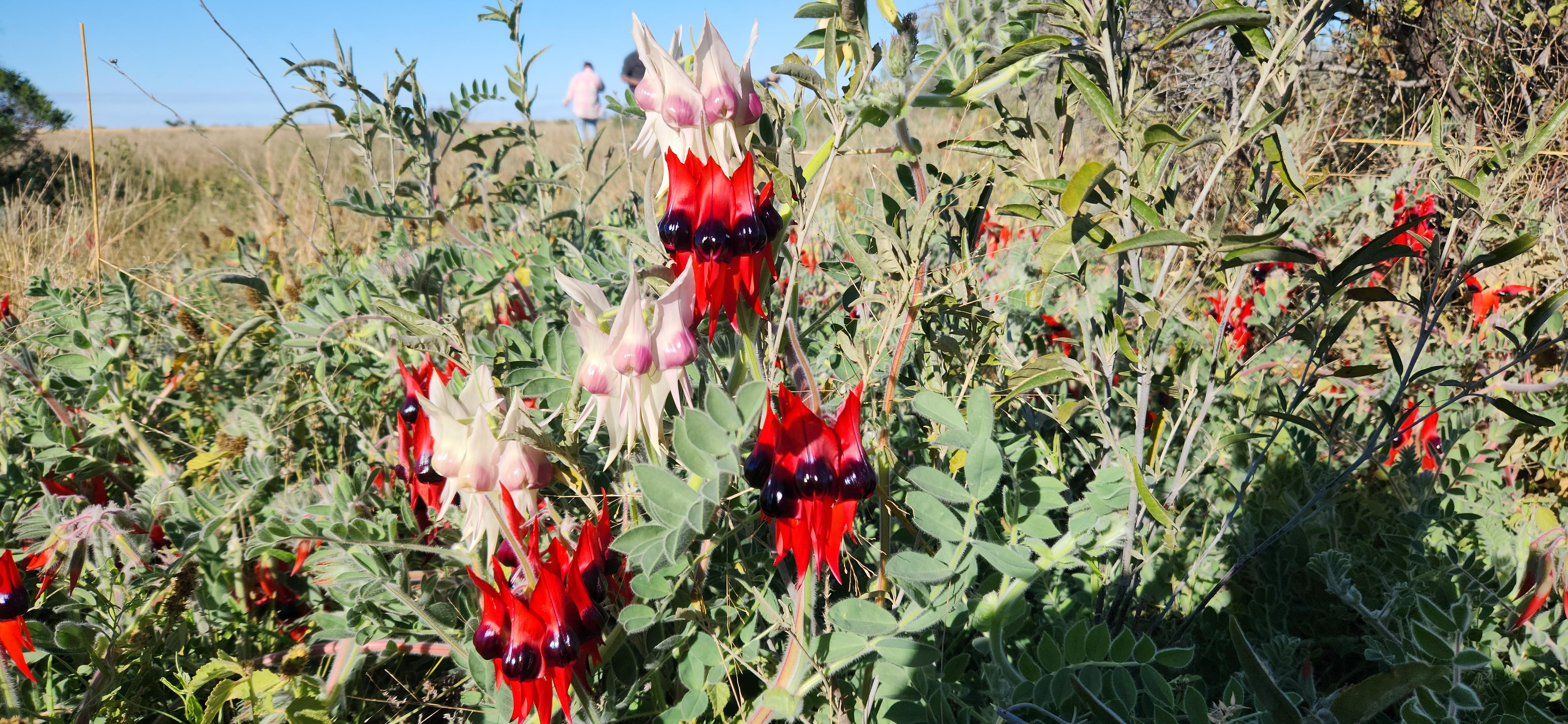 A cluster of red and black, and white and pink, Sturt's desert peas in a field.