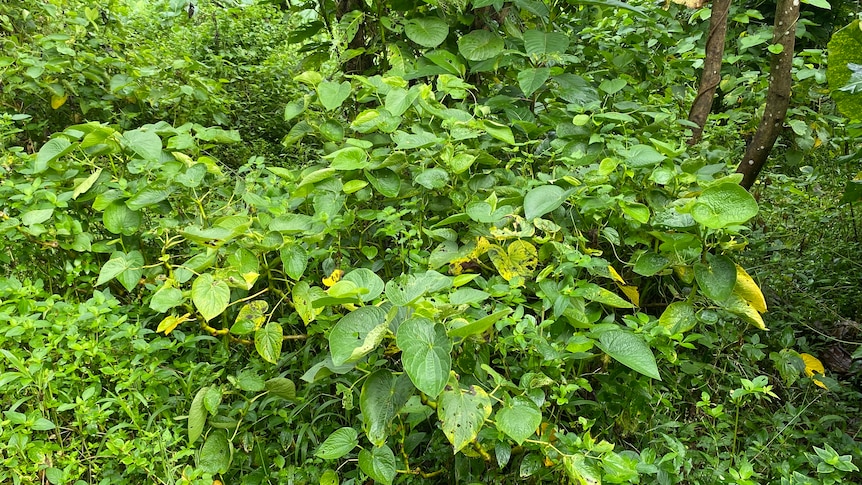 A kava plant growing in the wild on Pentecost island in Vanuatu.