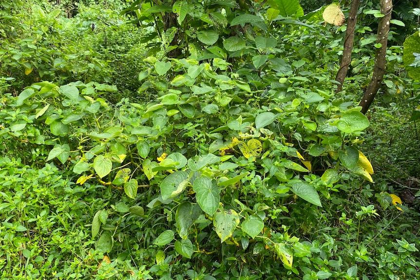 A kava plant growing in the wild on Pentecost island in Vanuatu.
