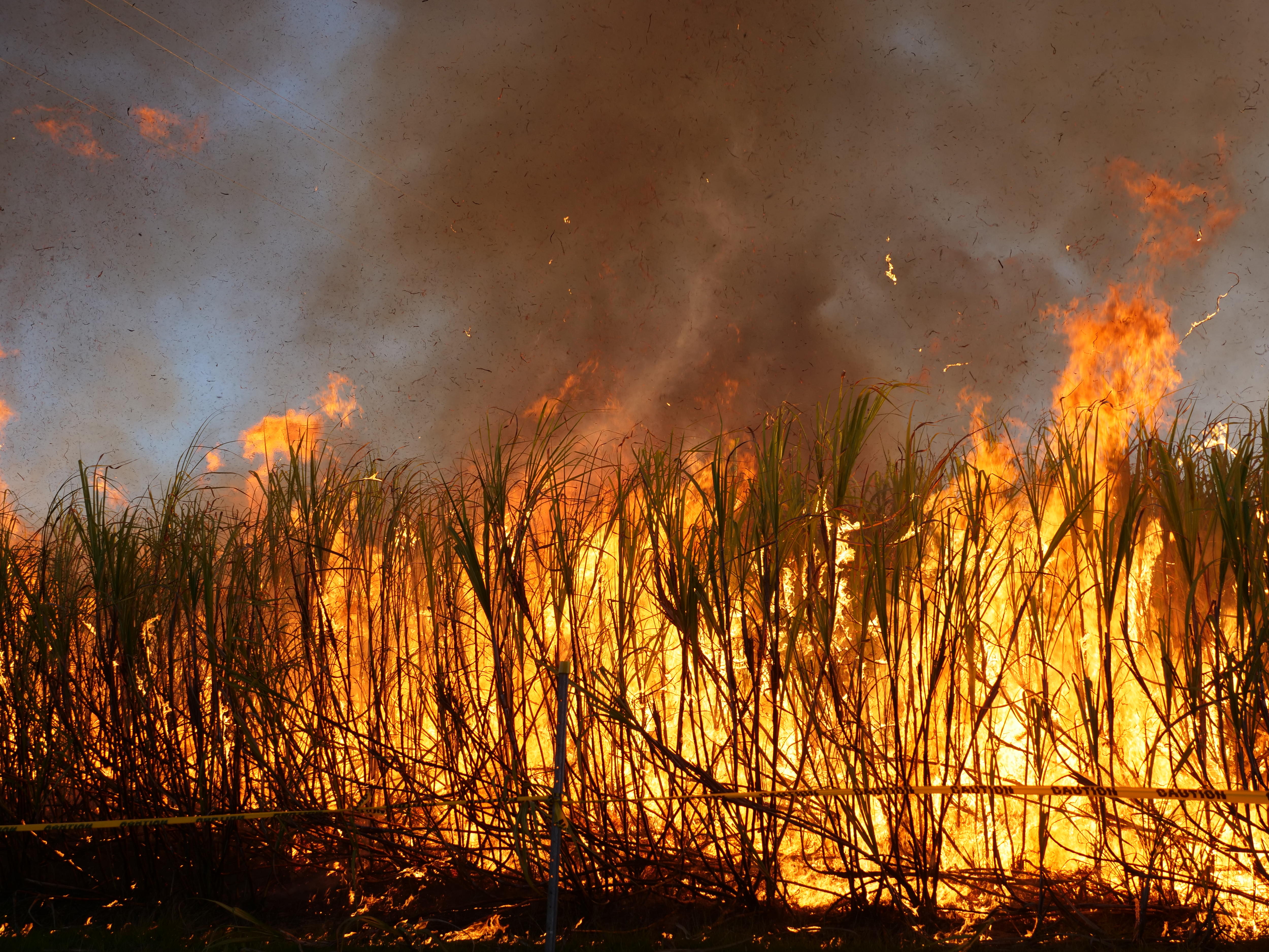 The Surprising History of Australia's Sugarcane Industry