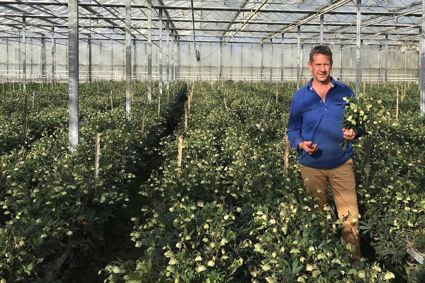 A man is standing in a greenhouse filled with flowers holding a bunch in his left hand staring at the camera.