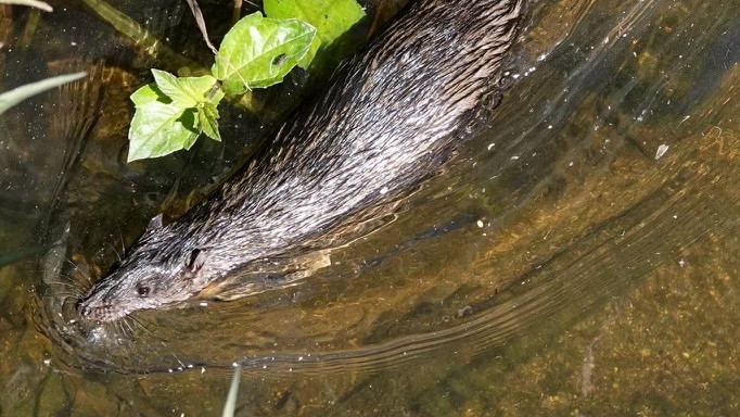 A large water rat swimming through water.