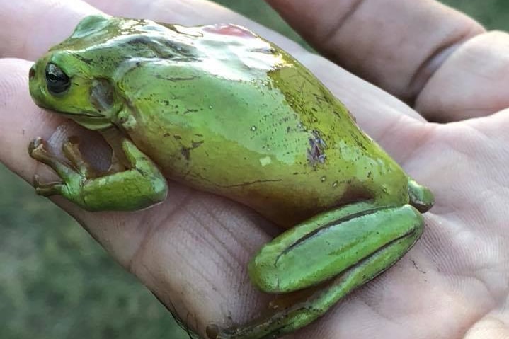 Green tree frog, with scars on its back, sitting on a person's hand