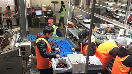 Workers process cherries