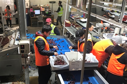 Workers process cherries