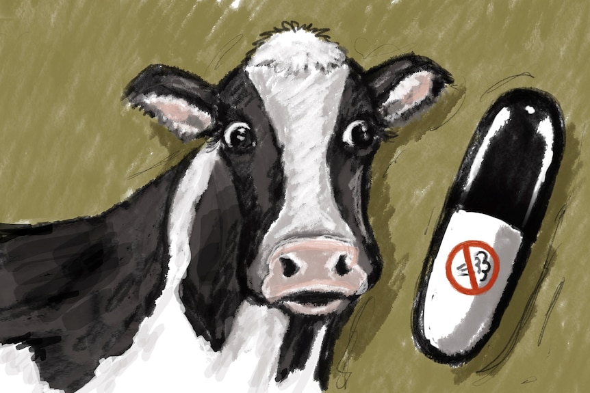 An illustration of a cow next to a pill with a no methane sign on it