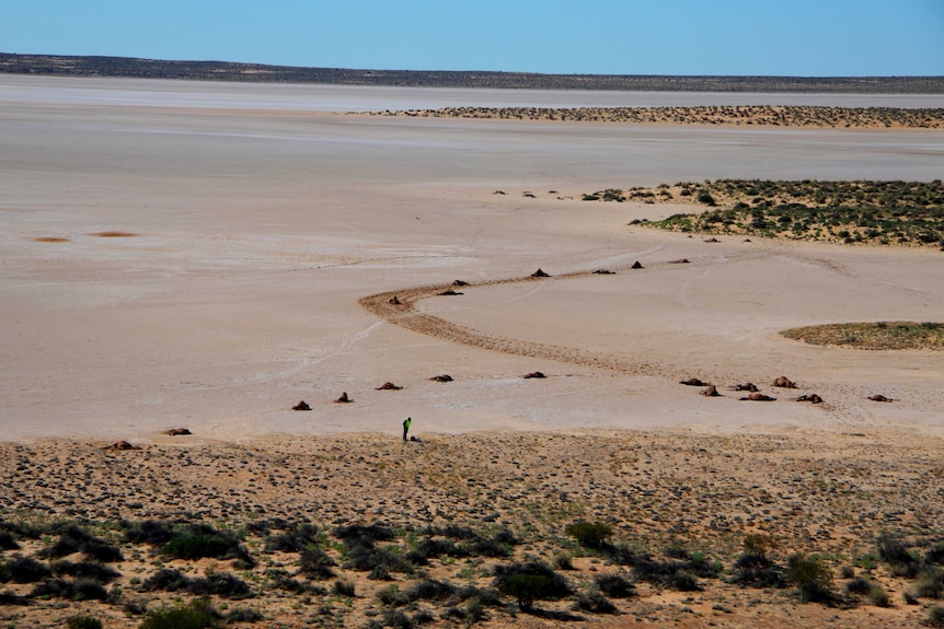 Camels shot during an aerial control program