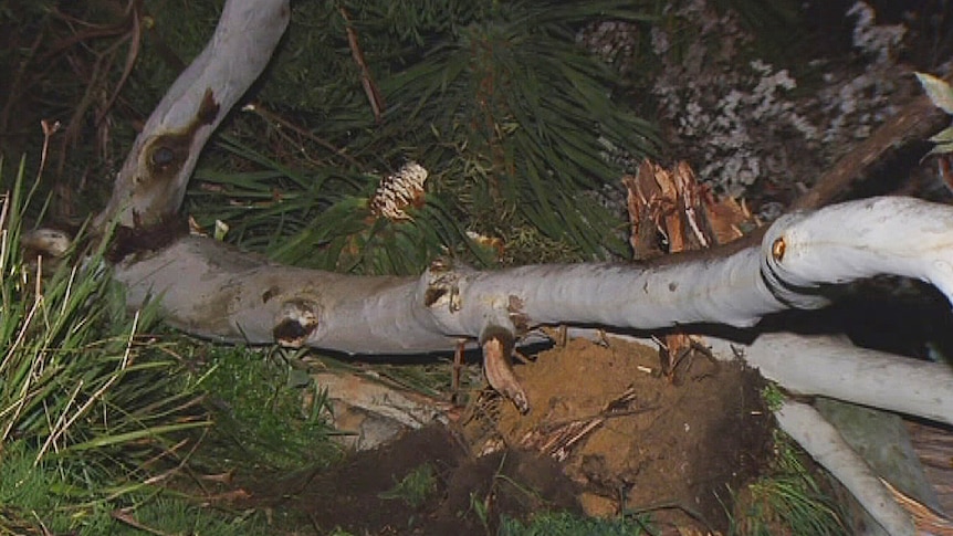 Fallen tree at Ironbank