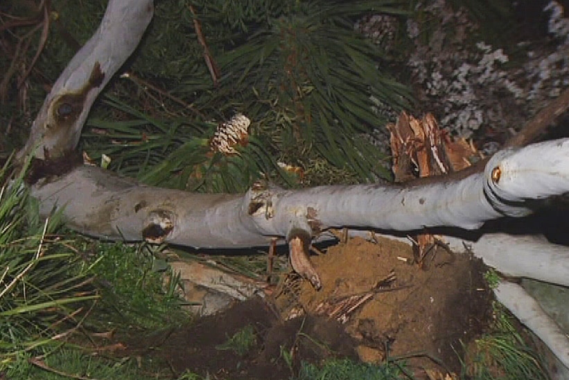 Fallen tree at Ironbank