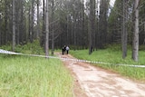Police tape blocking a path into a pine forest at Caboolture