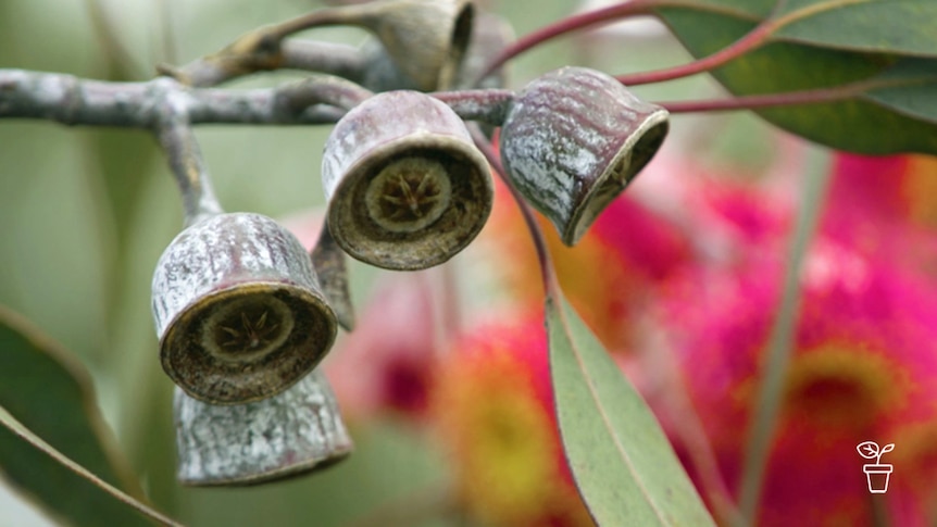 Gum nuts on red flowering eucalyptus