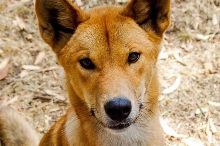 A dingo