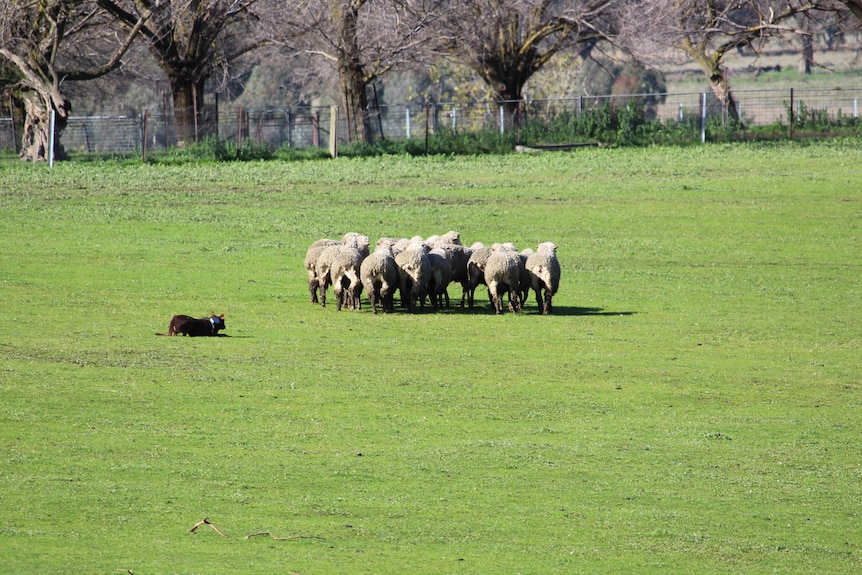 Brown dog lays down next to a flock of sheep in a paddock with green grass