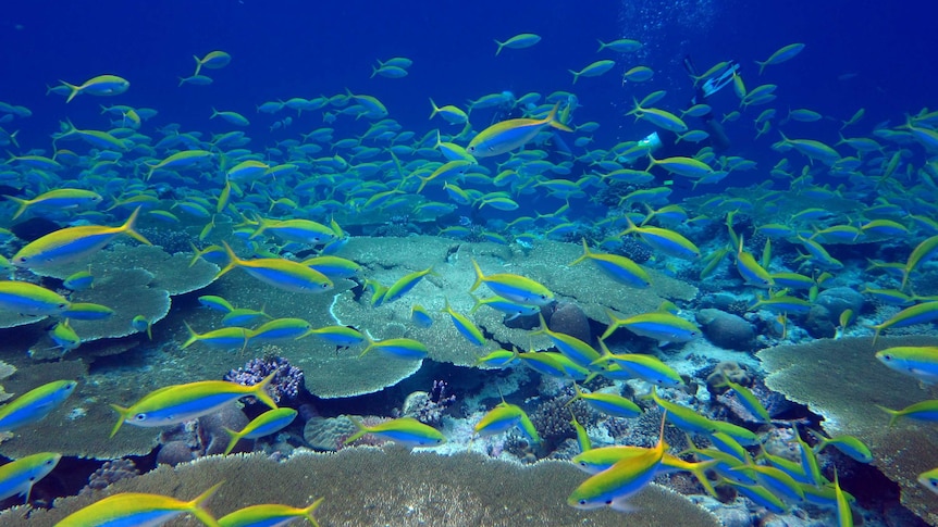 A school of blue and yellow fish swimming around coral.