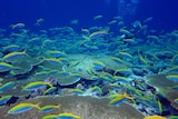 A school of blue and yellow fish swimming around coral.
