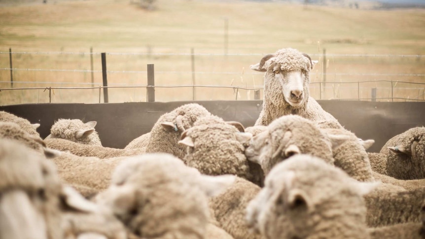 A sheep stands above the flock in a pen.