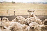 A sheep stands above the flock in a pen.