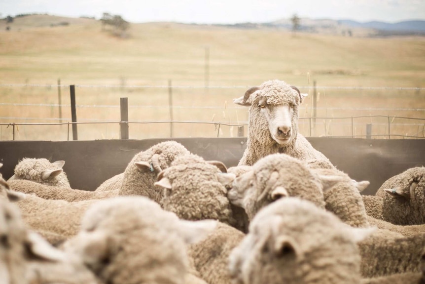 A sheep stands above the flock in a pen.