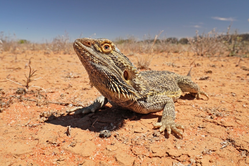 A lizard looks up as it sits on the red sand 