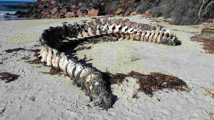A large intact whale spine sits on the beach covered in seaweed and some sort of skin.