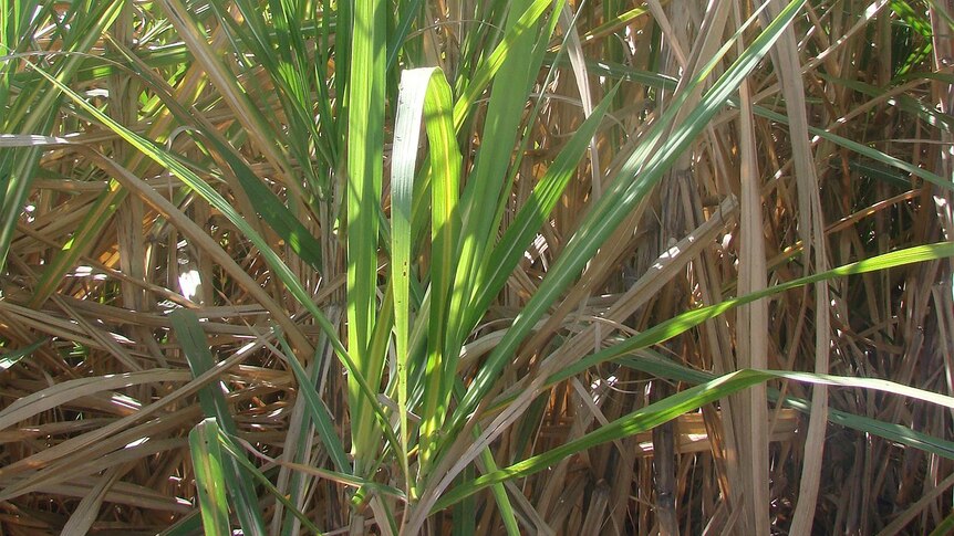 Sugar cane Ayr Queensland