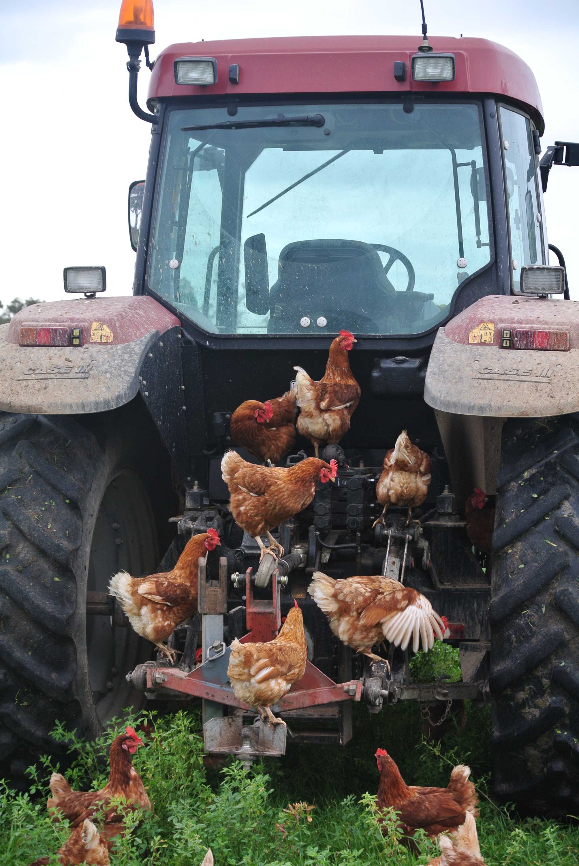 Pastured egg producers angry over coming changes to 'free range