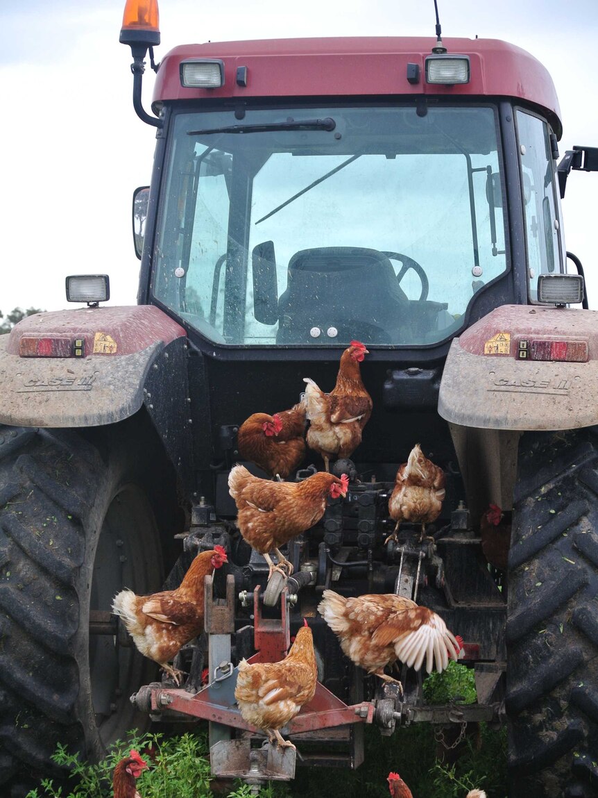 Chickens on a tractor