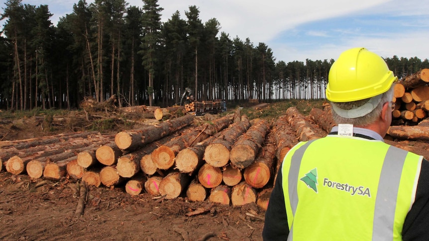 ForestrySA worker