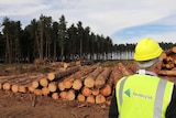 ForestrySA worker