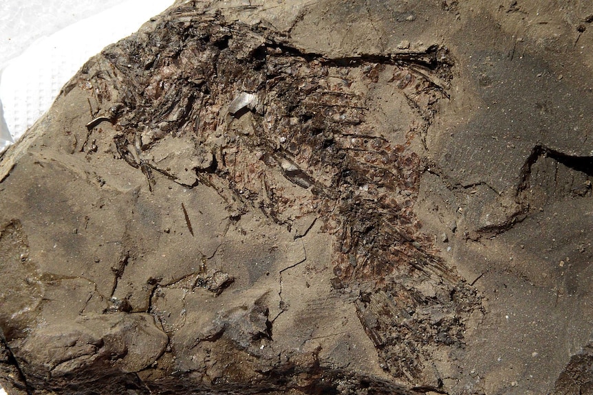 Fossil found underground at Geebung in Brisbane.